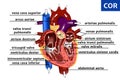 Realistic anatomy of the heart.